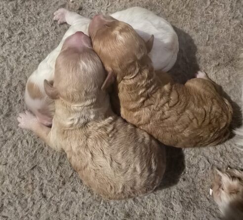 Cavoodle x Miniature Poodle Puppies - 2025 Litter