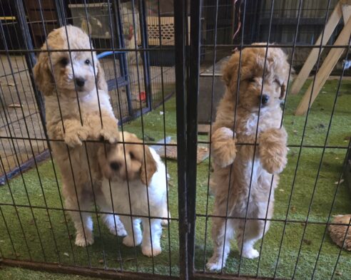 Cavoodle x Miniature Poodle Puppies - 2025 Litter