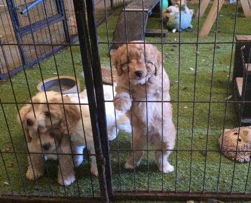 Cavoodle x Miniature Poodle Puppies - 2025 Litter - Image 2