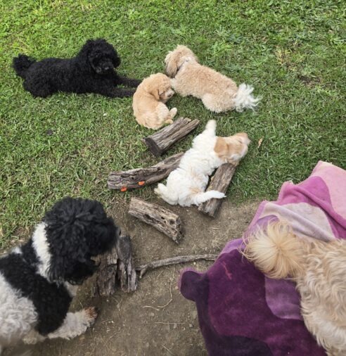 Cavoodle x Miniature Poodle Puppies - 2025 Litter - Image 3