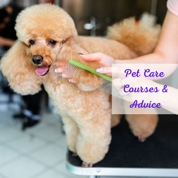 Courses & Advice