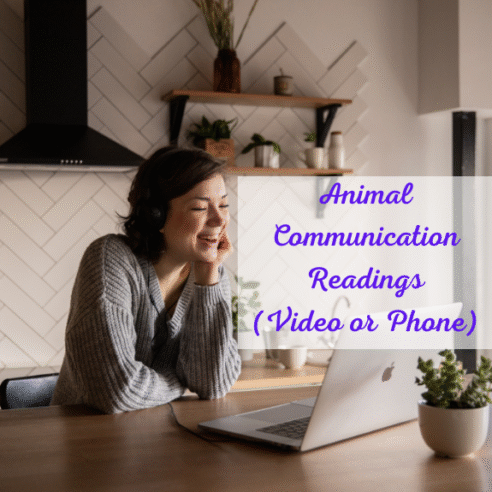 Animal Communication Reading - Interactive