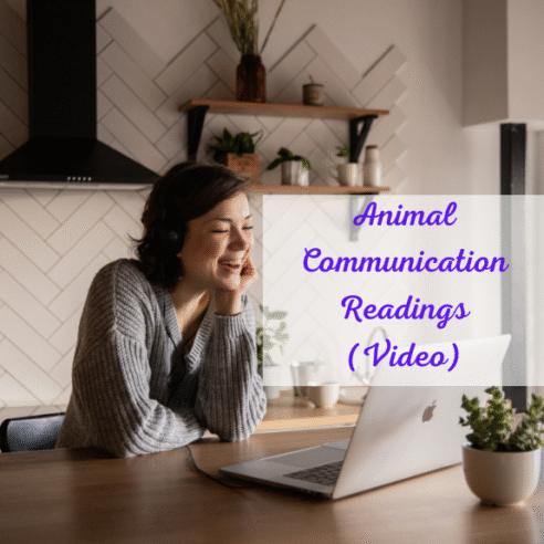 Animal Communication Reading - Interactive - Image 3
