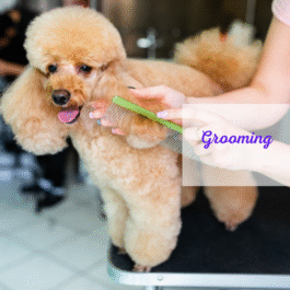 Grooming
