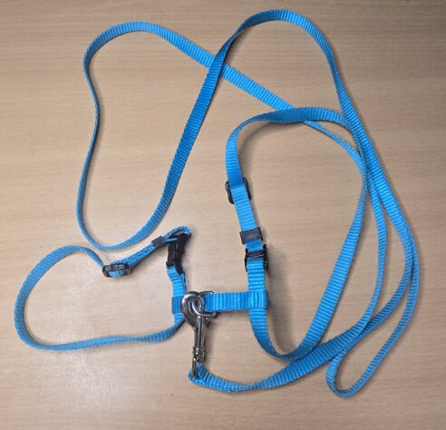 Collar and Harness Puppy or Cat - Image 3