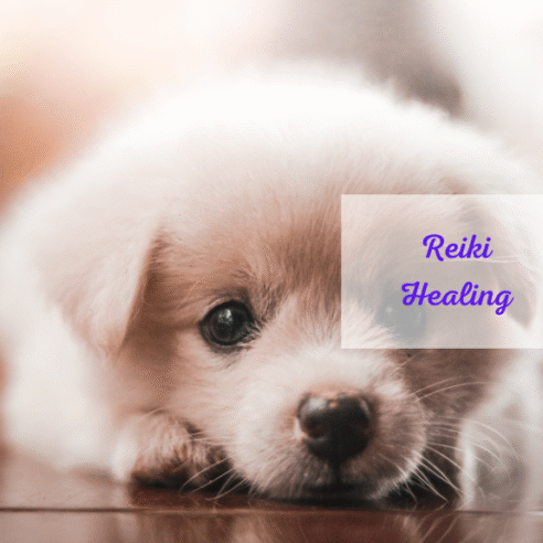Reiki Healing (Pet)