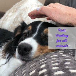 Reiki Healing (Animals)