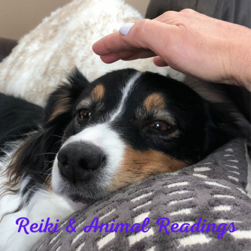 Reiki Healing (Pet) - Image 4