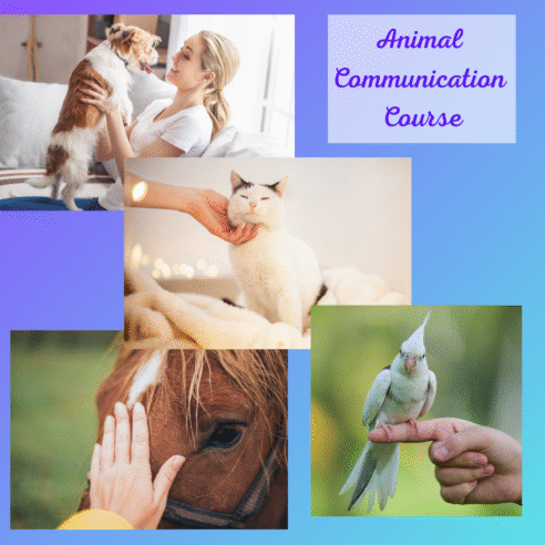 Animal Communication Course -  Online