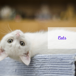 Cats