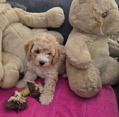 Cavoodle x Miniature Poodle Puppies - 2025 Litter - Image 6