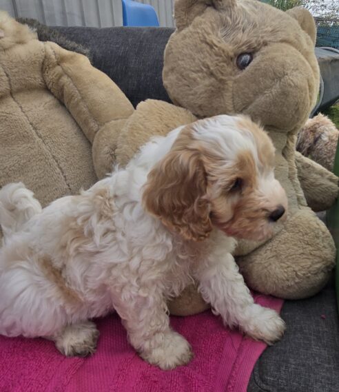 Cavoodle x Miniature Poodle Puppies - 2025 Litter - Image 5