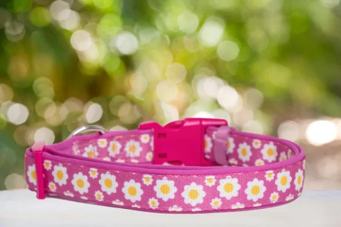 Dog Collar (Neoprene) - Image 23