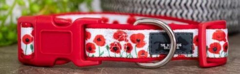 Dog Collar (Neoprene) - Image 4