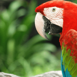 Birds