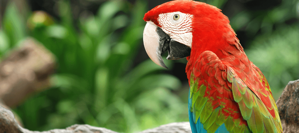 Birds