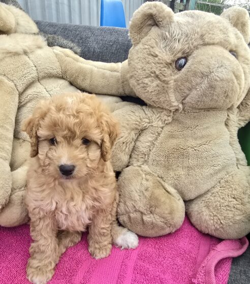 Cavoodle x Miniature Poodle Puppies - 2025 Litter - Image 4