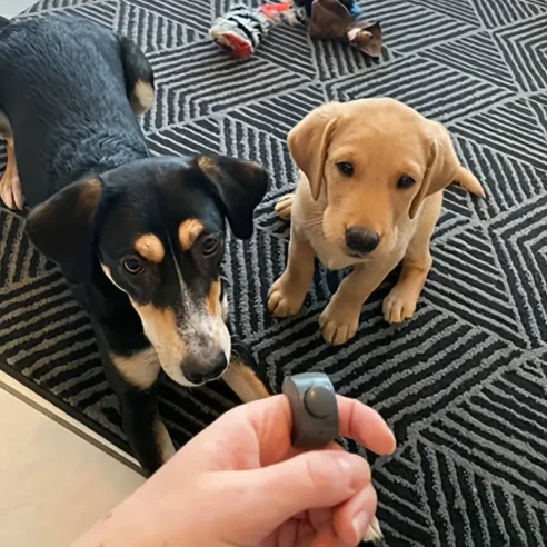 Clicker Training- Finger - Image 2