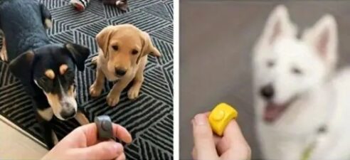 Clicker Training- Finger - Image 3